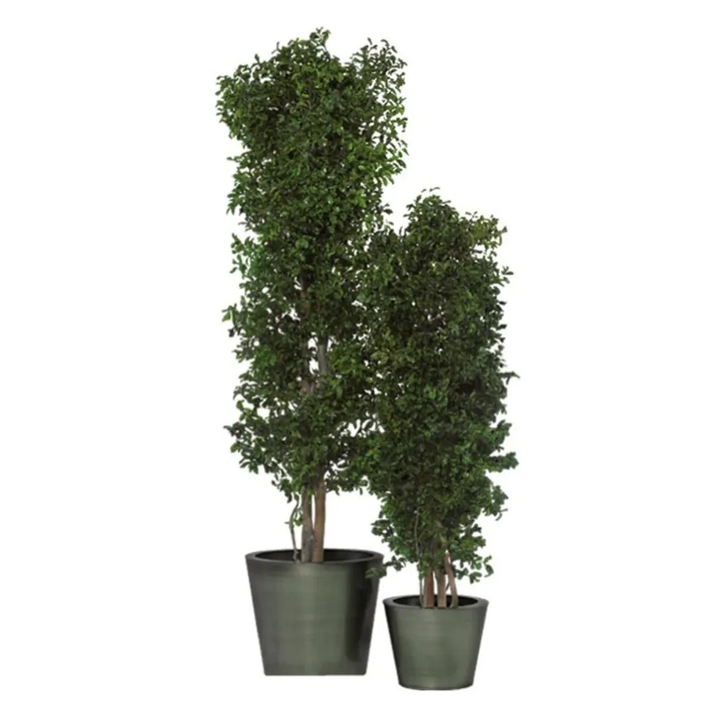 Arbre Tenuifolium vert stabilisé