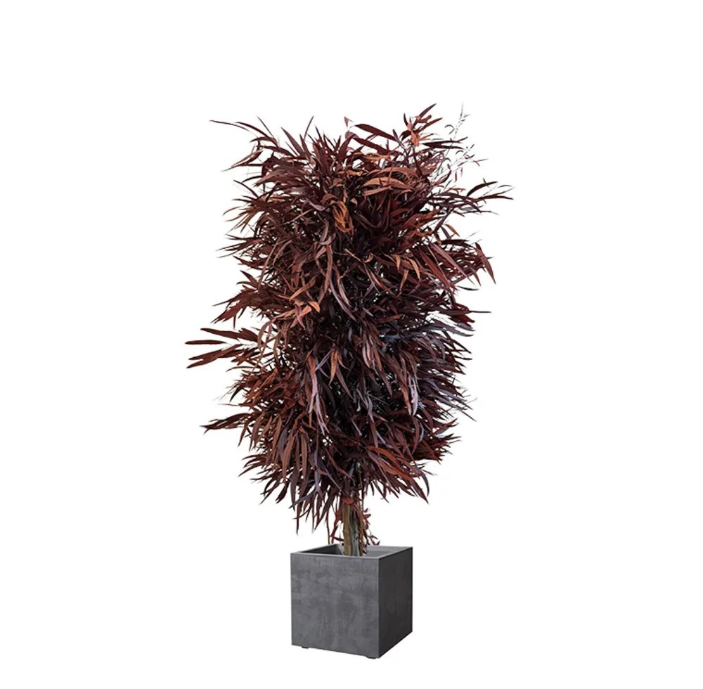 Eucalyptus Nicoly Wide rouge stabilisé 130cm