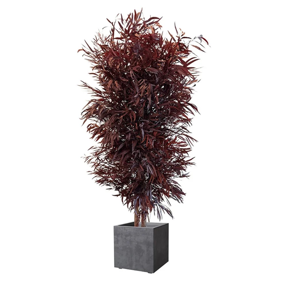 Eucalyptus Nicoly Wide rouge stabilisé 180cm