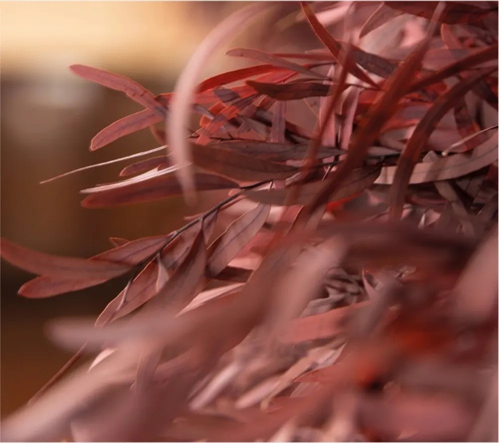 Eucalyptus Nicoly rouge