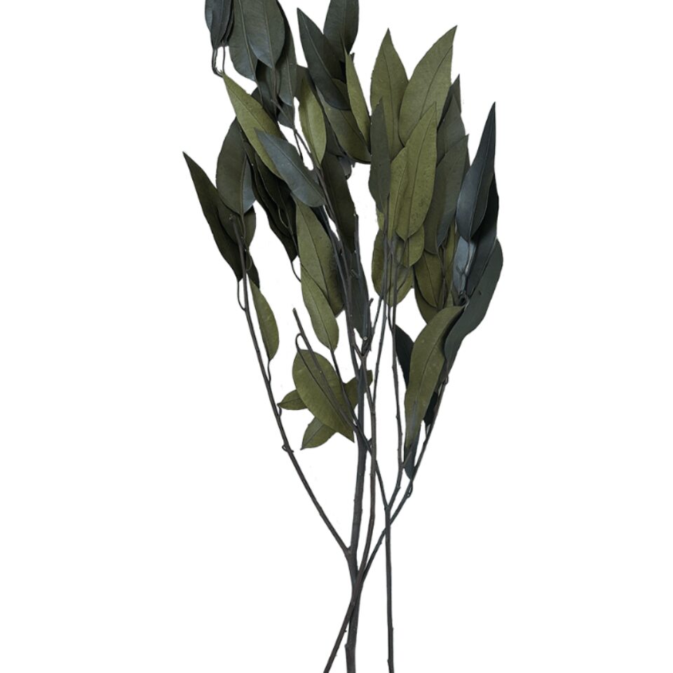 Eucalyptus Bluegum Stabilisé