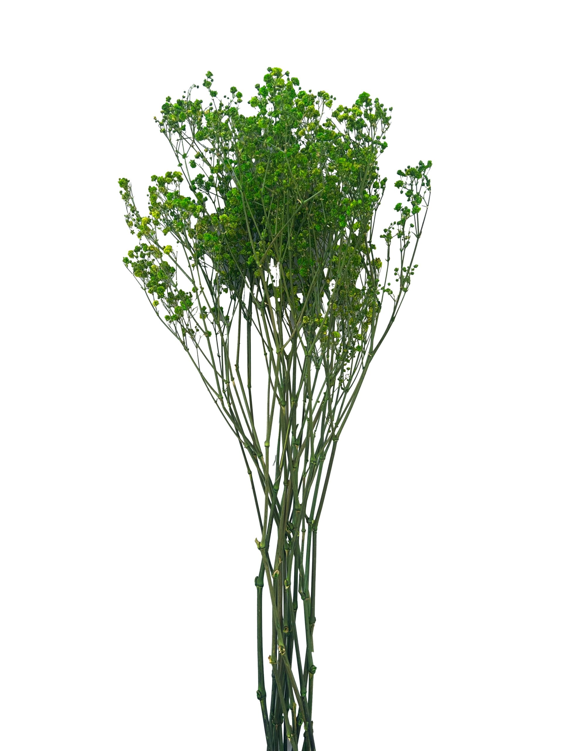 Gypsophile Stabilisé