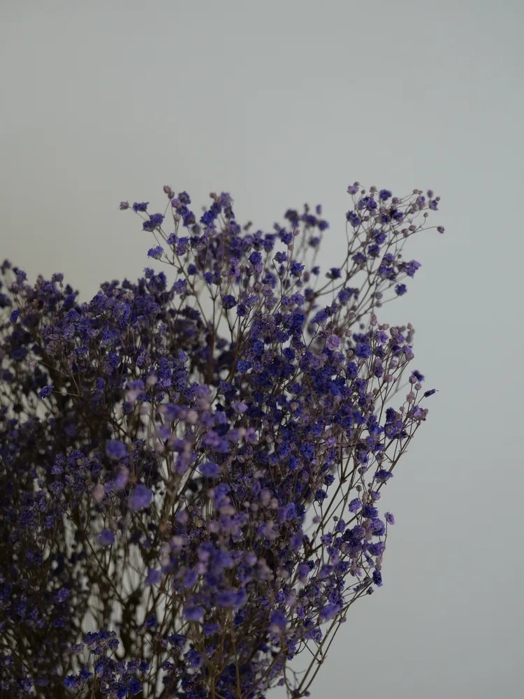 Gypsophile stabilisé violet détails