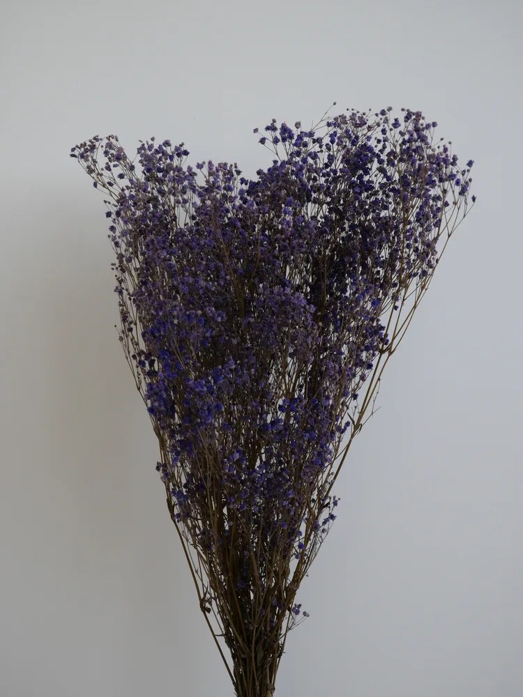 Gypsophile stabilisé violet bouquet