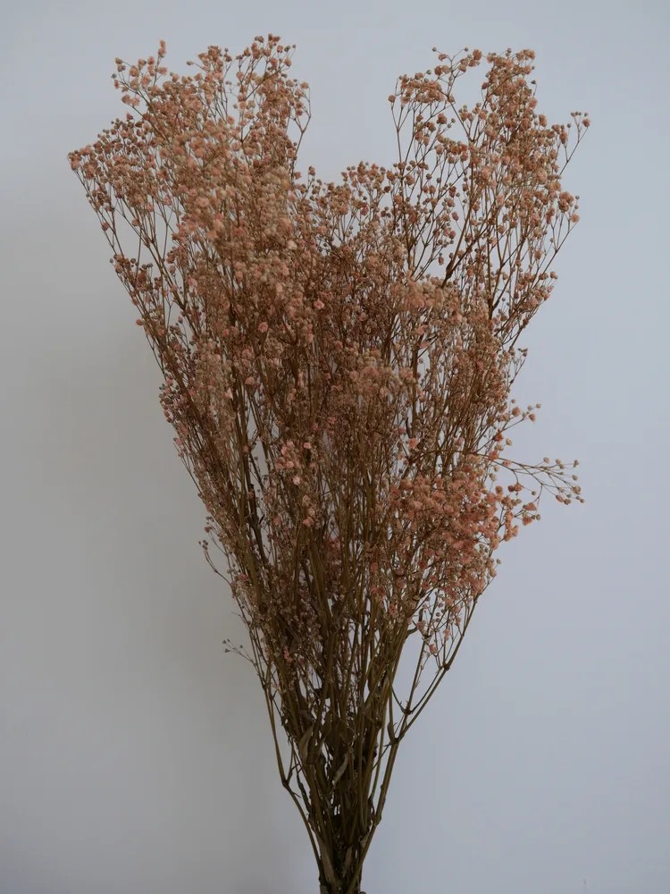Gypsophile stabilisé saumon bouquet