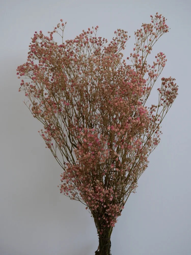 Gypsophile stabilisé rose bouquet