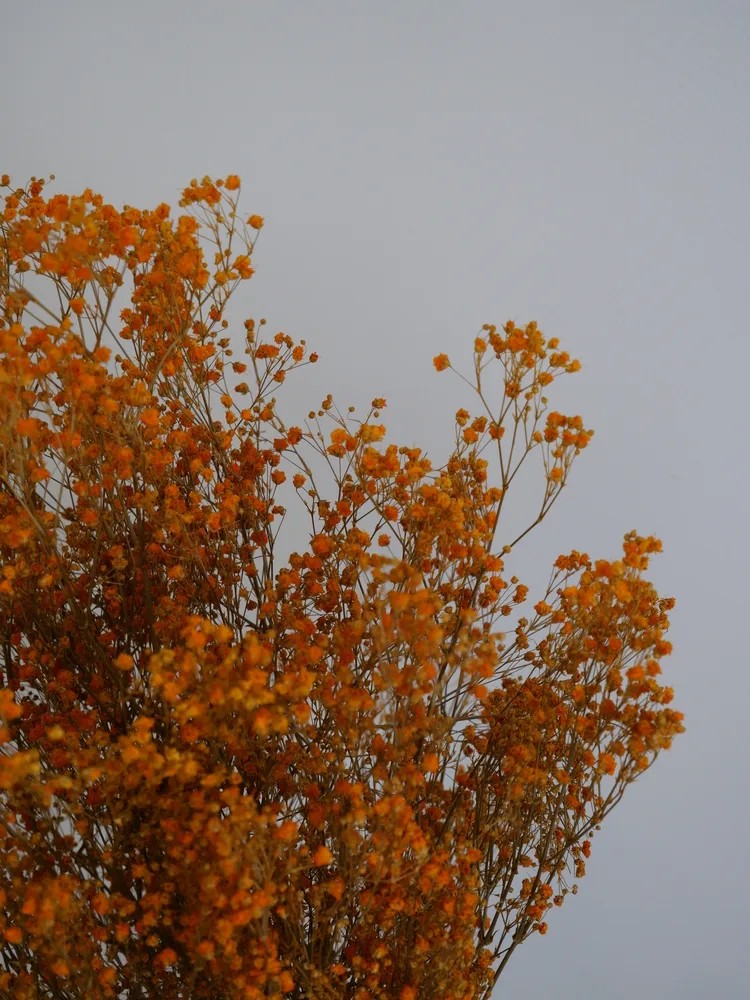 Gypsophile stabilisé orange détails