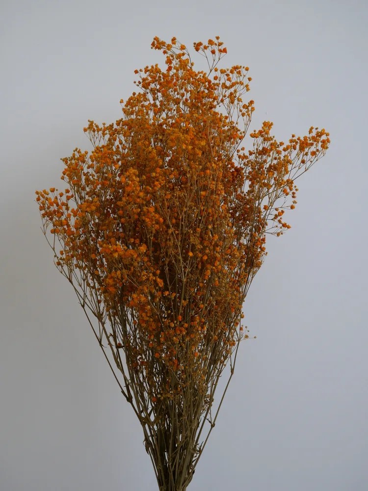Gypsophile stabilisé orange bouquet