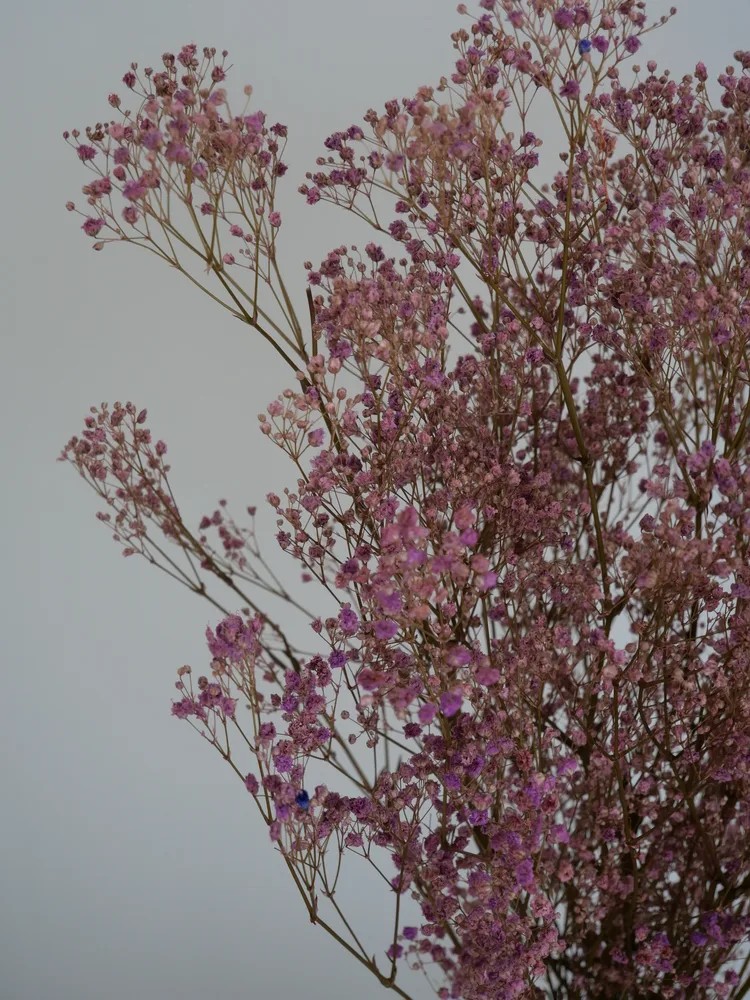Gypsophile stabilisé lilas détails