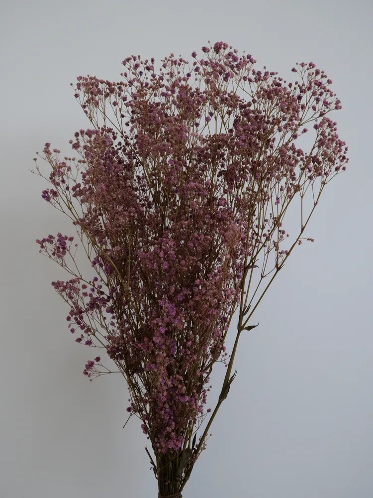 Gypsophile stabilisé lilas bouquet