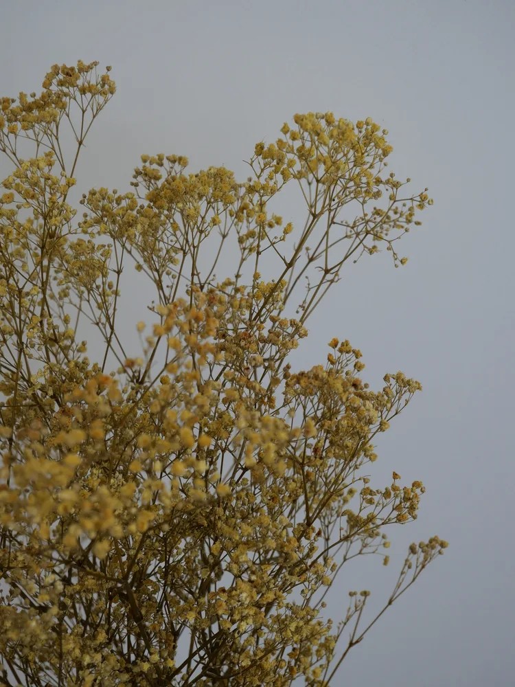 Gypsophile stabilisé jaune détails