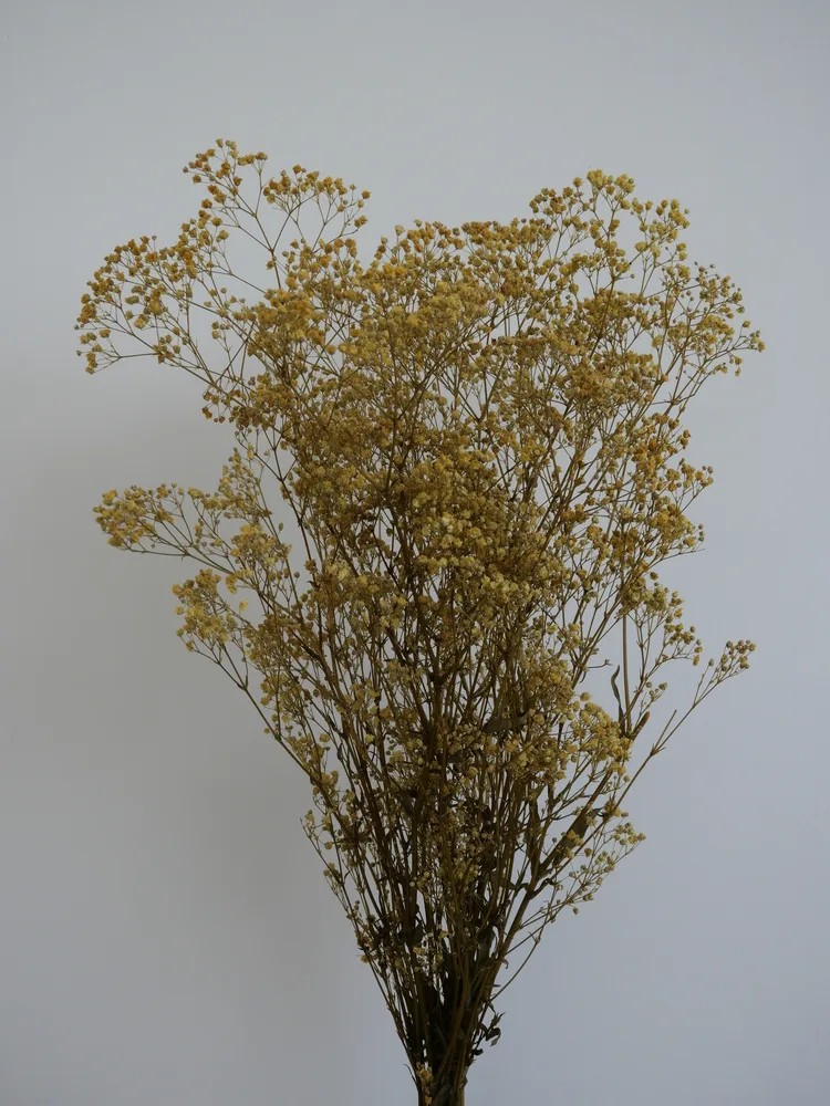 Gypsophile stabilisé jaune bouquet