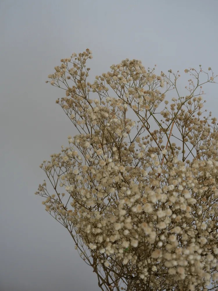Gypsophile stabilisé crème détails