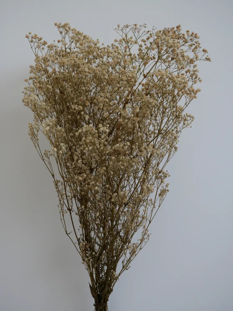 Gypsophile stabilisé crème bouquet