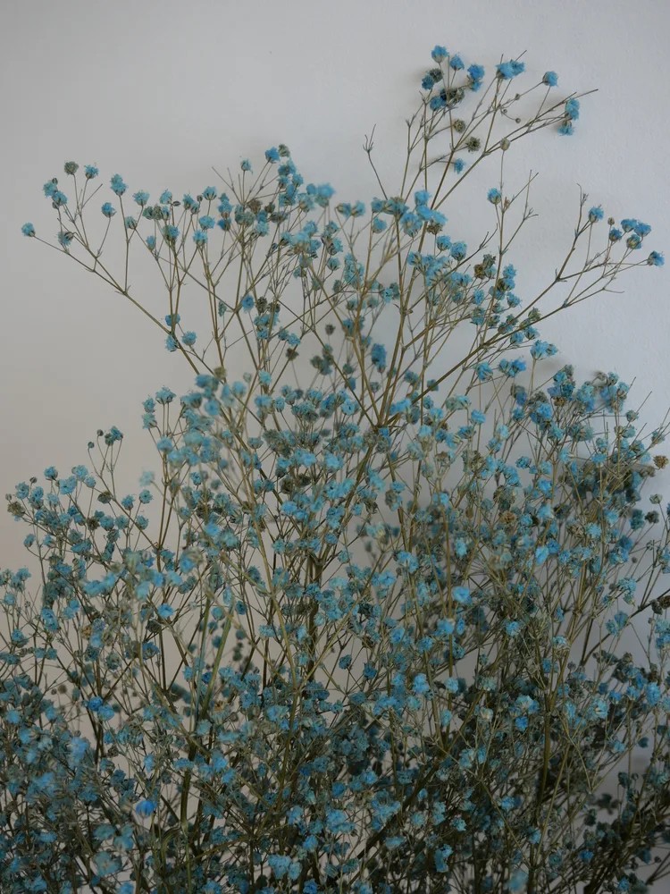 gypsophile bleu stabilisé détails
