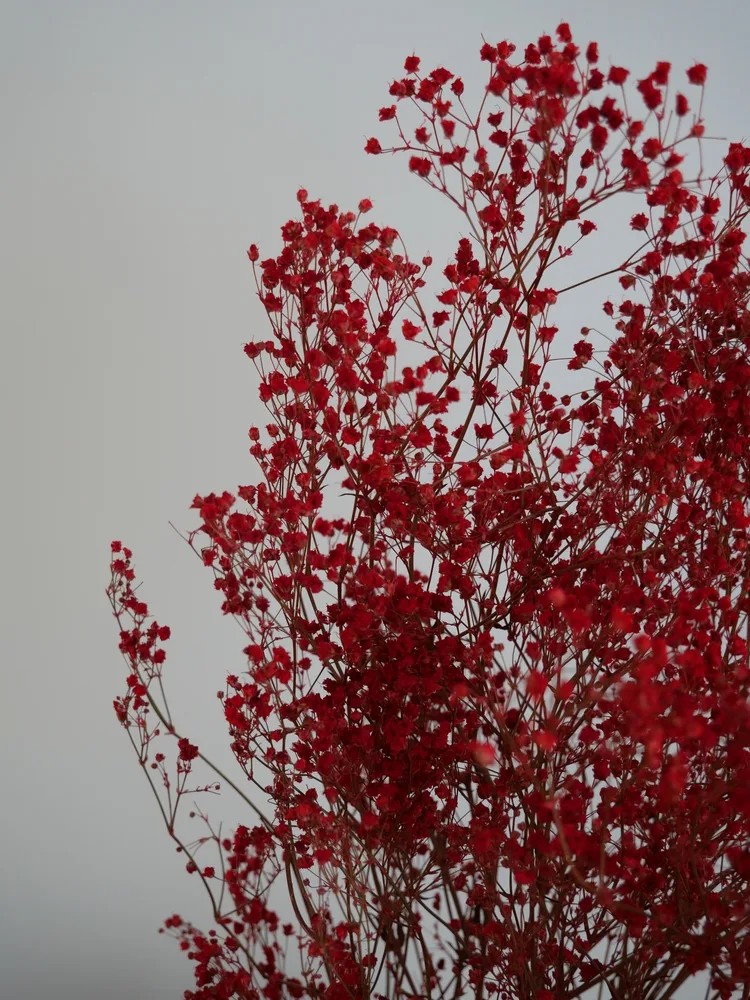 gypsophile rouge stabilisé détails