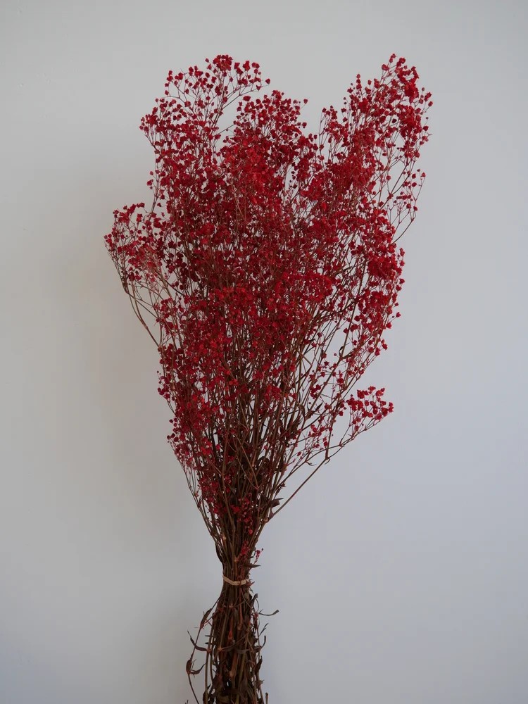 gypsophile rouge stabilisé