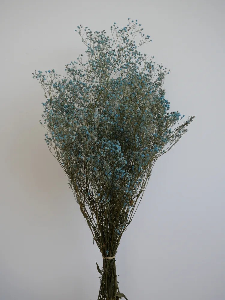 gypsophile bleu stabilisé bouquet