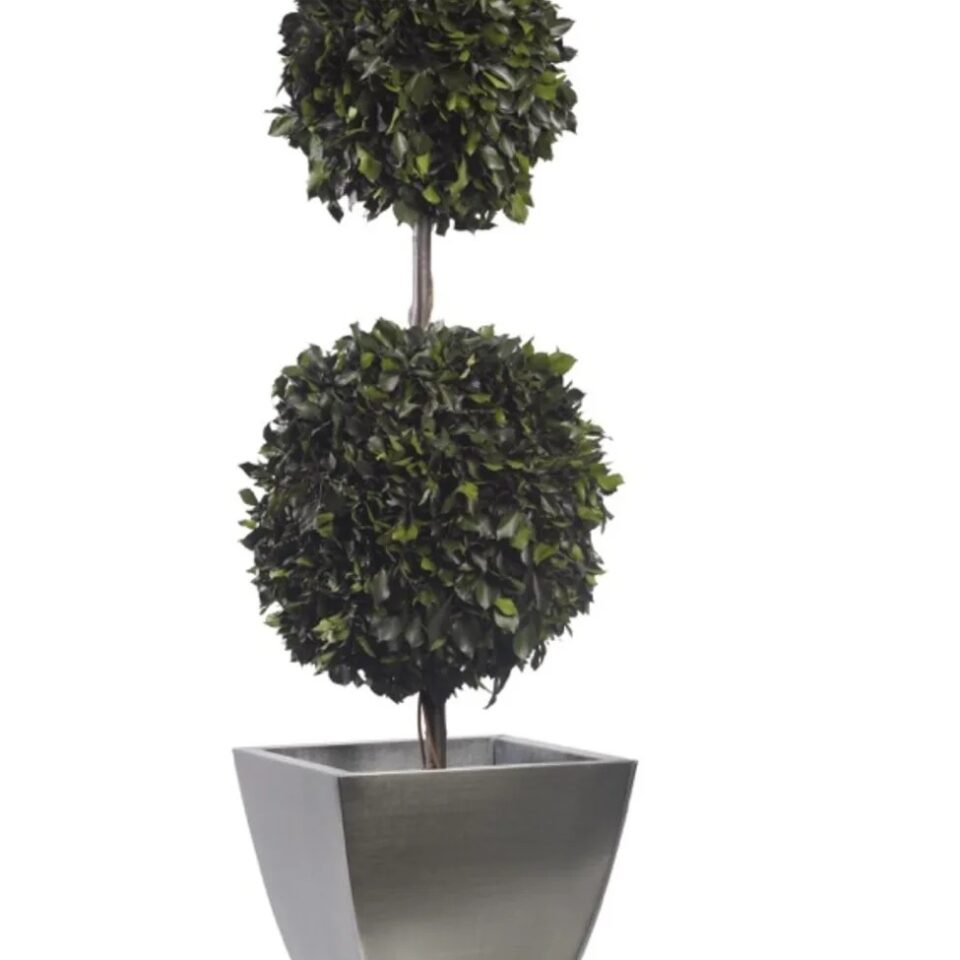 Topiaire Double Boule de Lierre Stabilisé