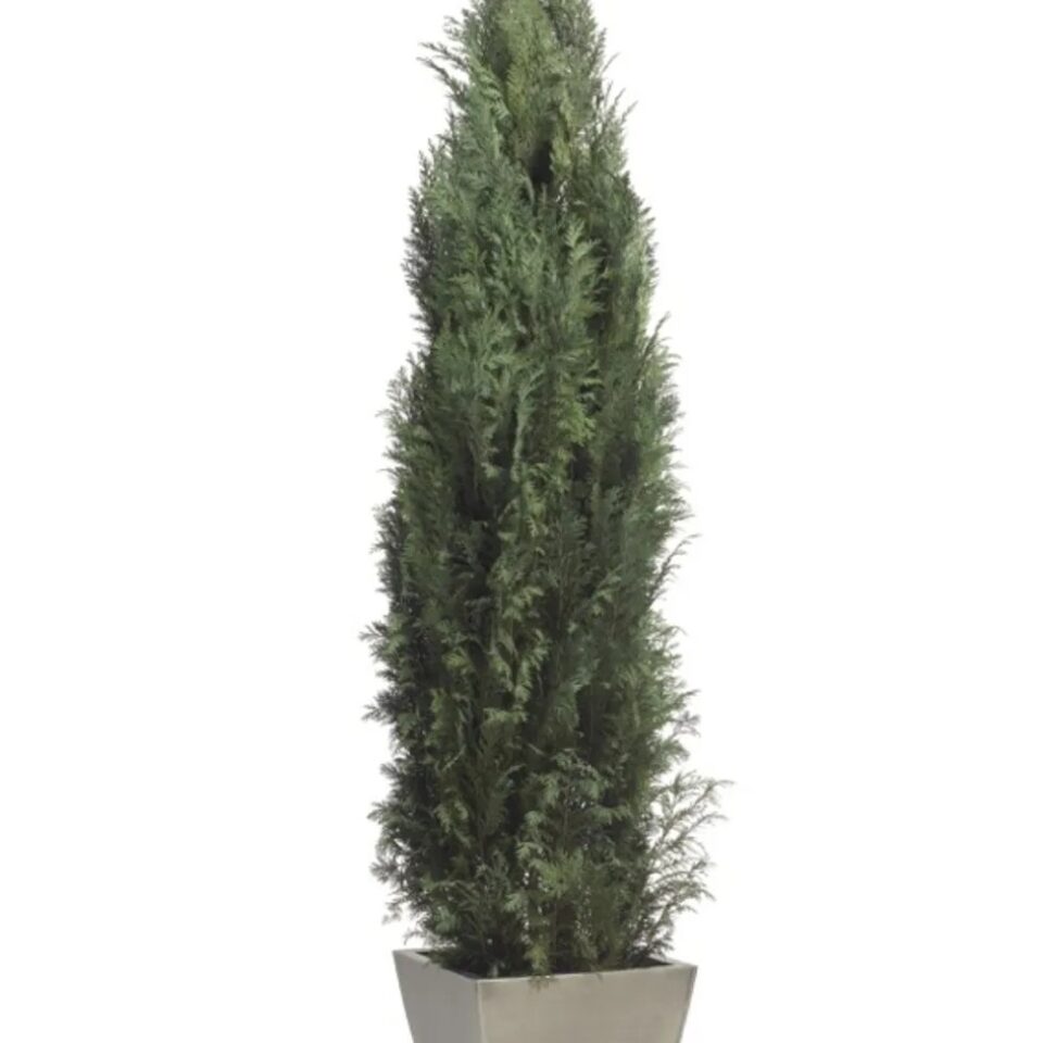 Columnaris Conifer Stabilisé
