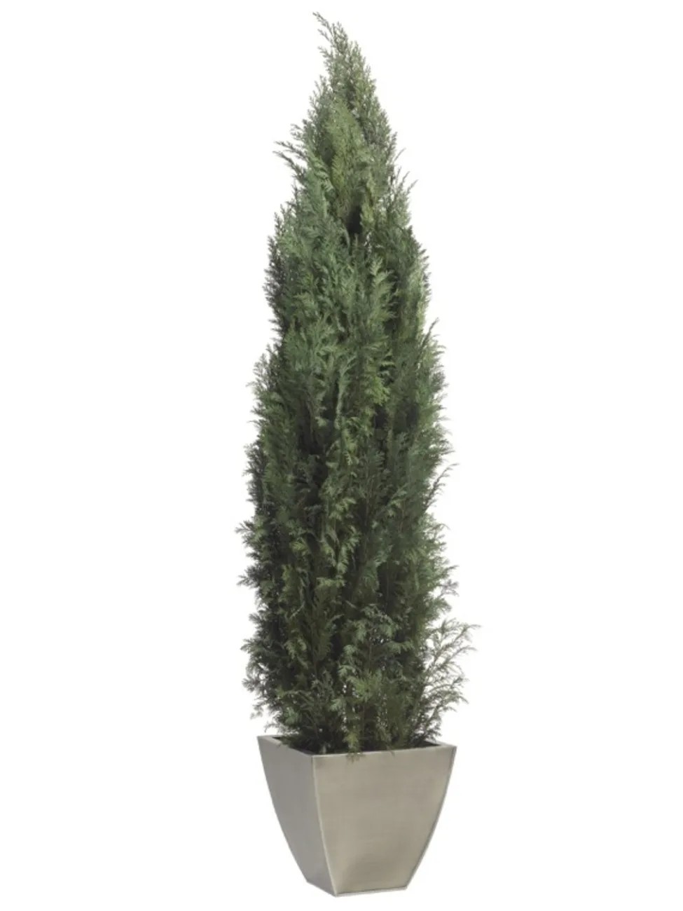 Columnaris Conifer stabilisé