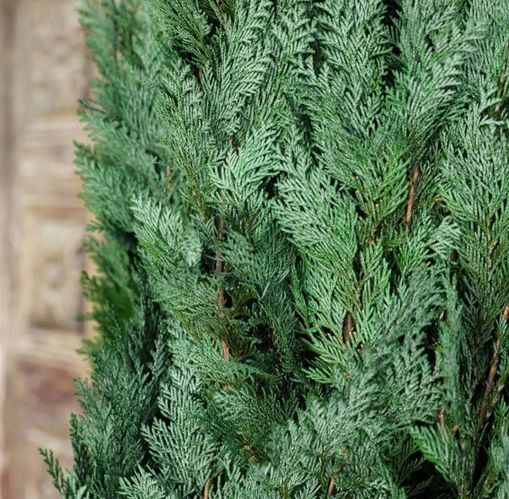 Columnaris Conifer vert