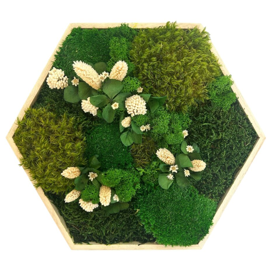 31×31 Hexagone Stabilisé Paix