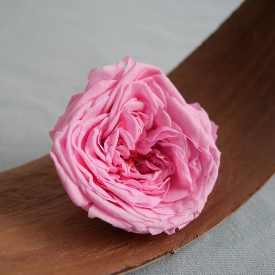 Rose Kate Stabilisée x4