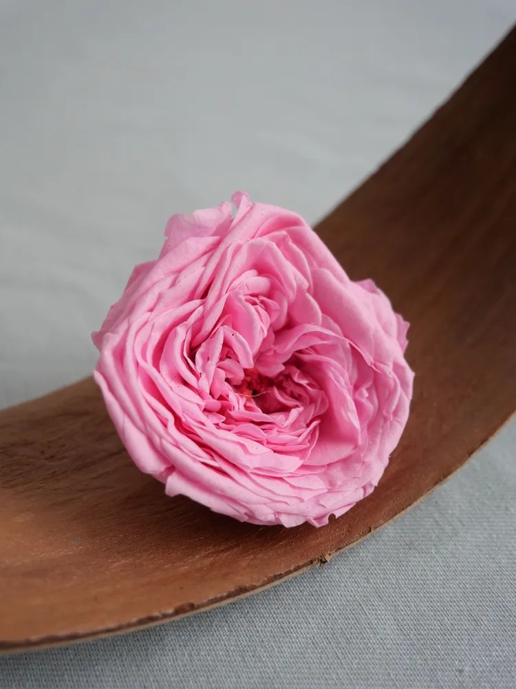 rose kate stabilisée rose
