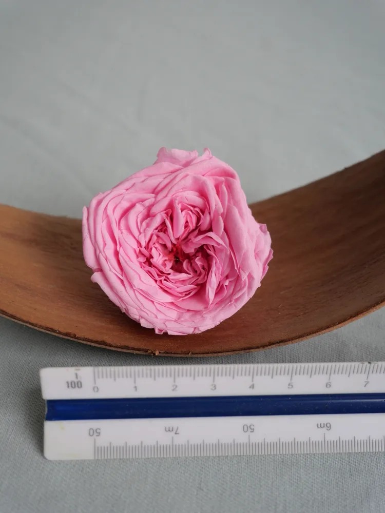 rose kate stabilisée rose dimension