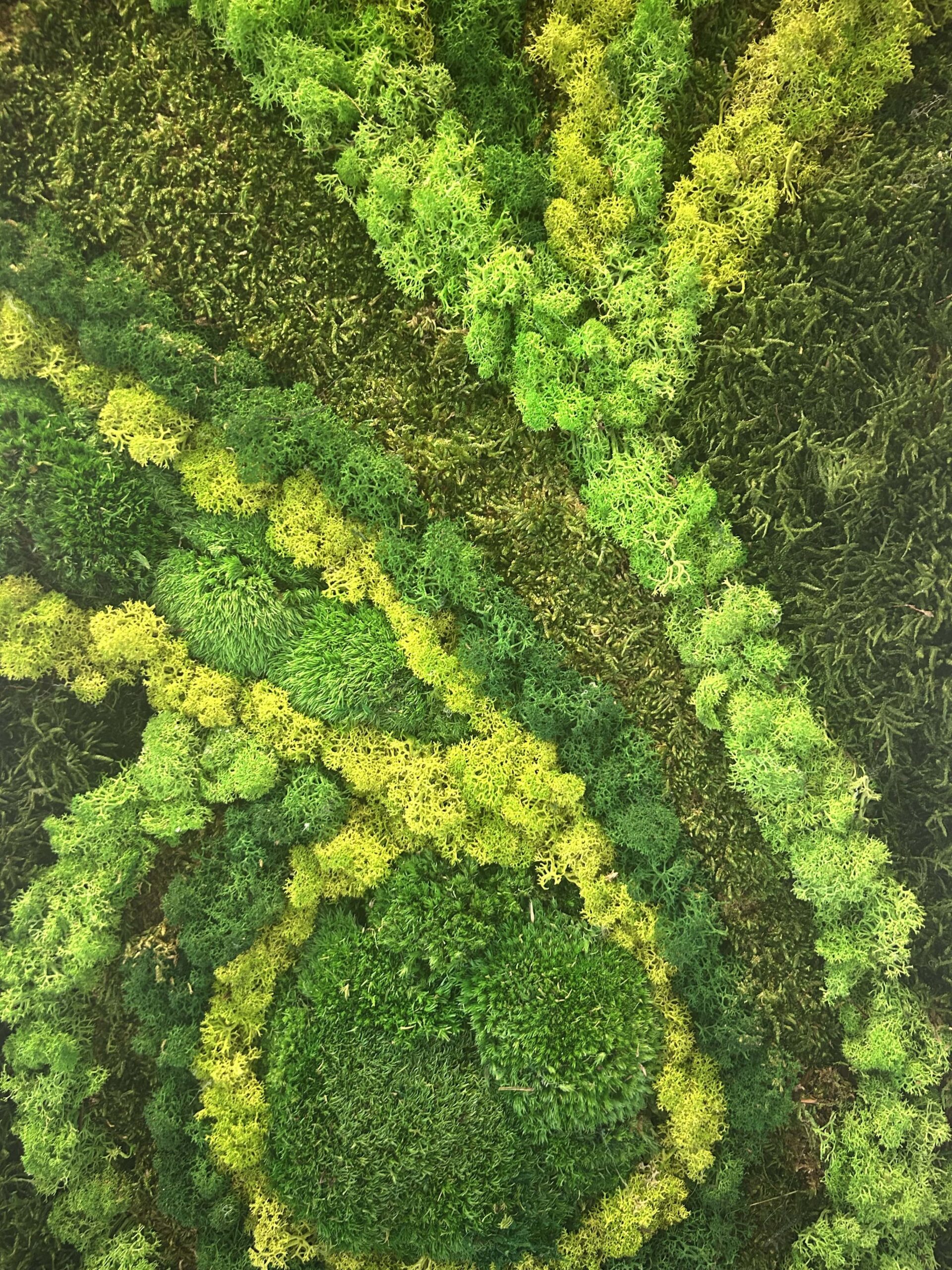 78X38 Tableau Végétal Natural