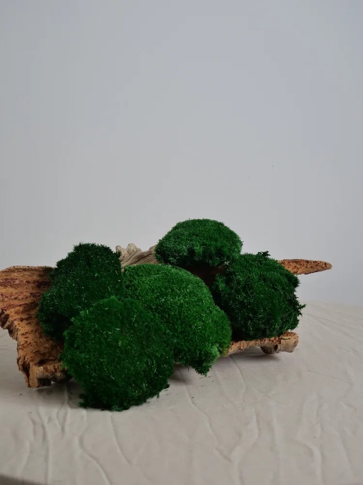 mousse boule vert foncée stabilisée
