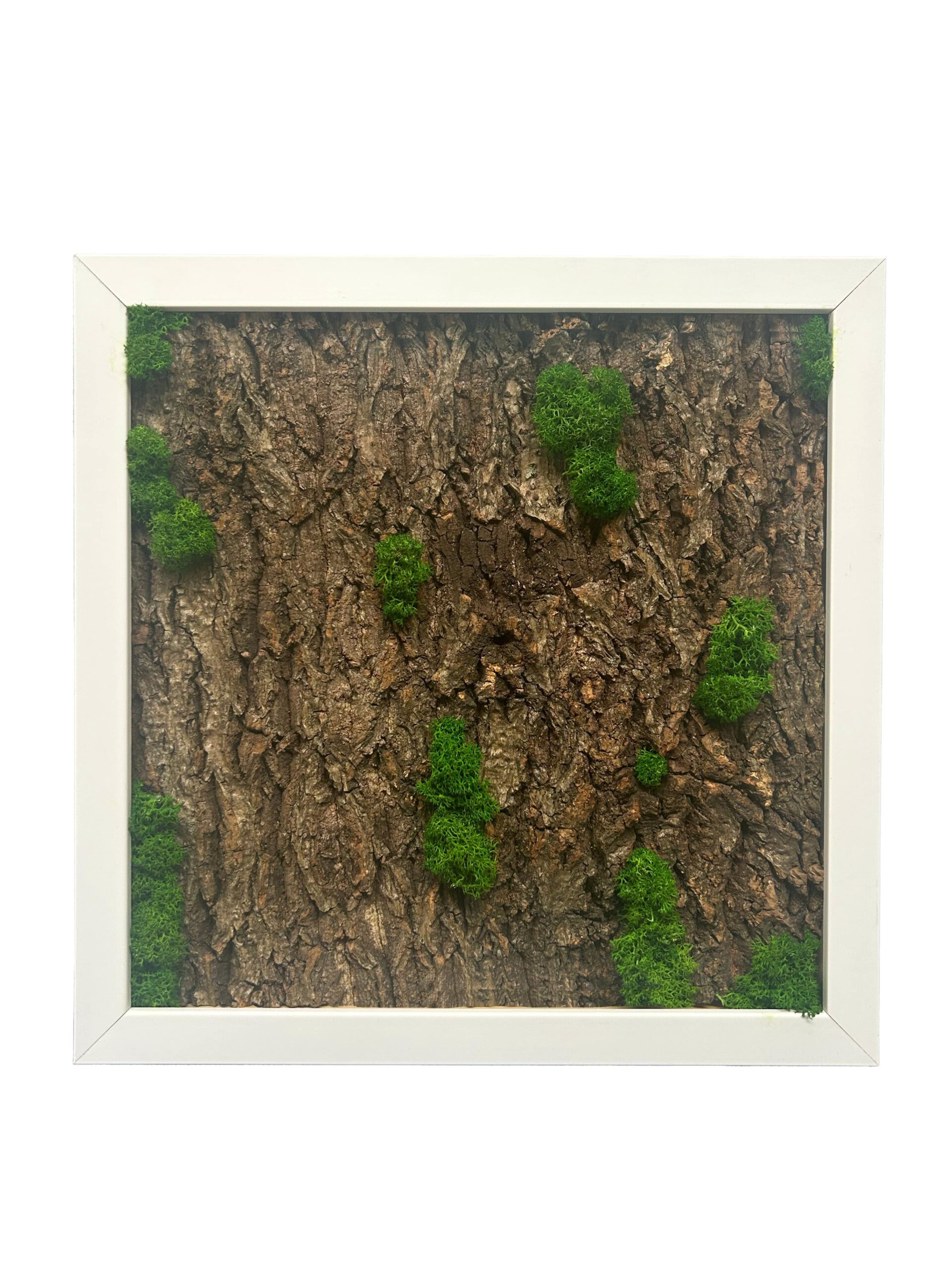 30X30 Tableau Végétal Écorce de Rêve