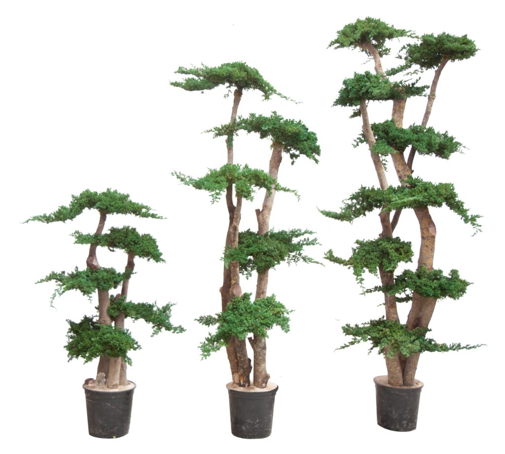 Arbre Juniperus Procumbens vert