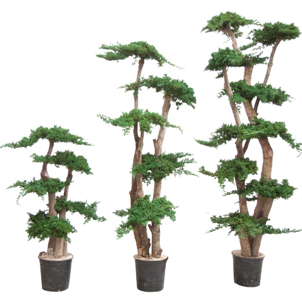 Arbre Juniperus Procumbens