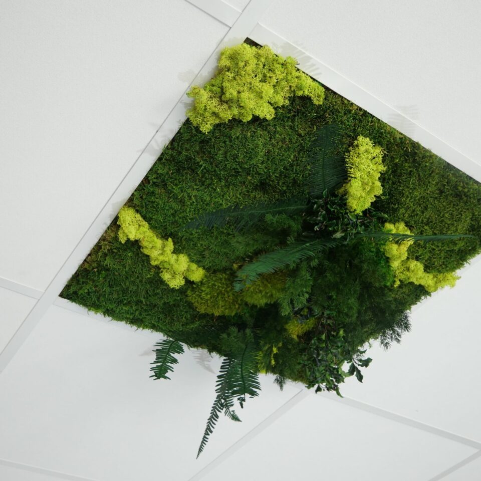 Dalle de plafond végétale acoustique Verde