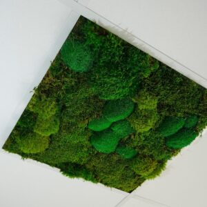 Dalle de plafond végétale avec mousses vertes
