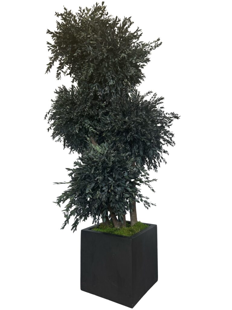 Arbre Parvifolia Stabilisé