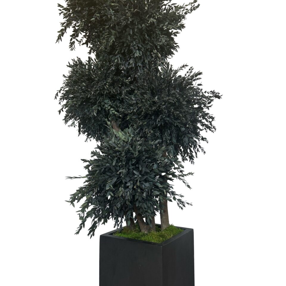 Arbre Parvifolia Stabilisé