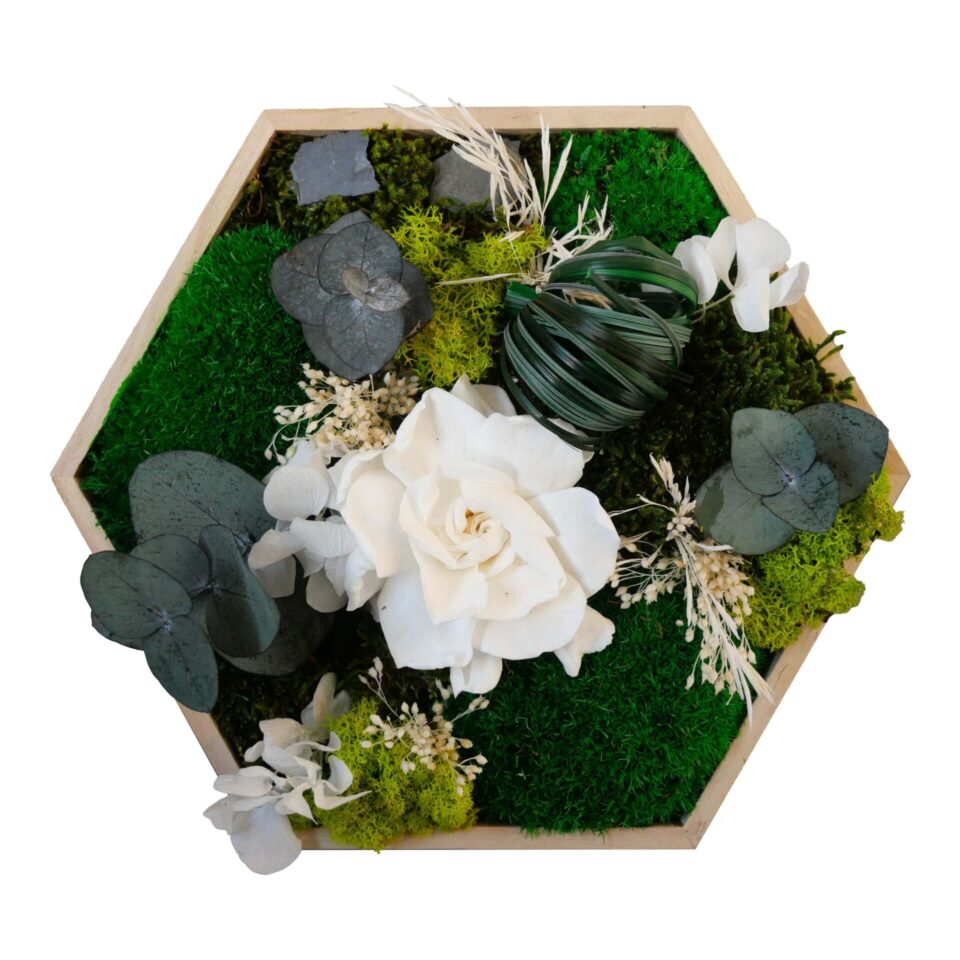 26×26 Hexagone Stabilisé Charmant