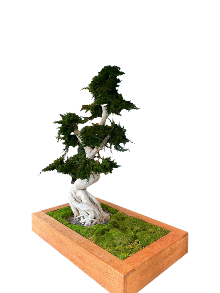 Arbres et plantes stabilisés