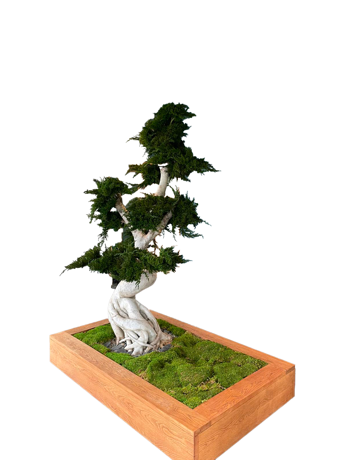 Arbres et plantes stabilisés