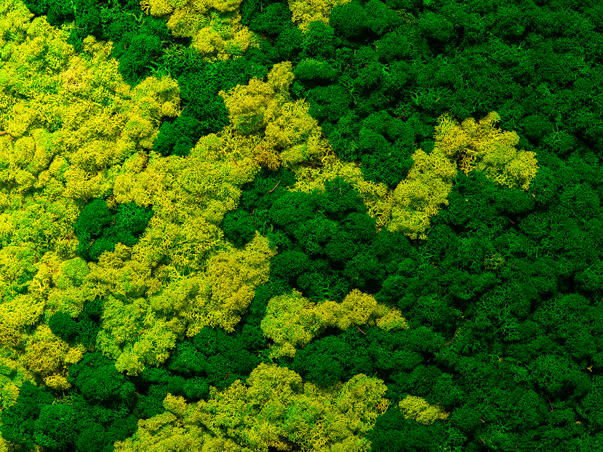 lichen vert