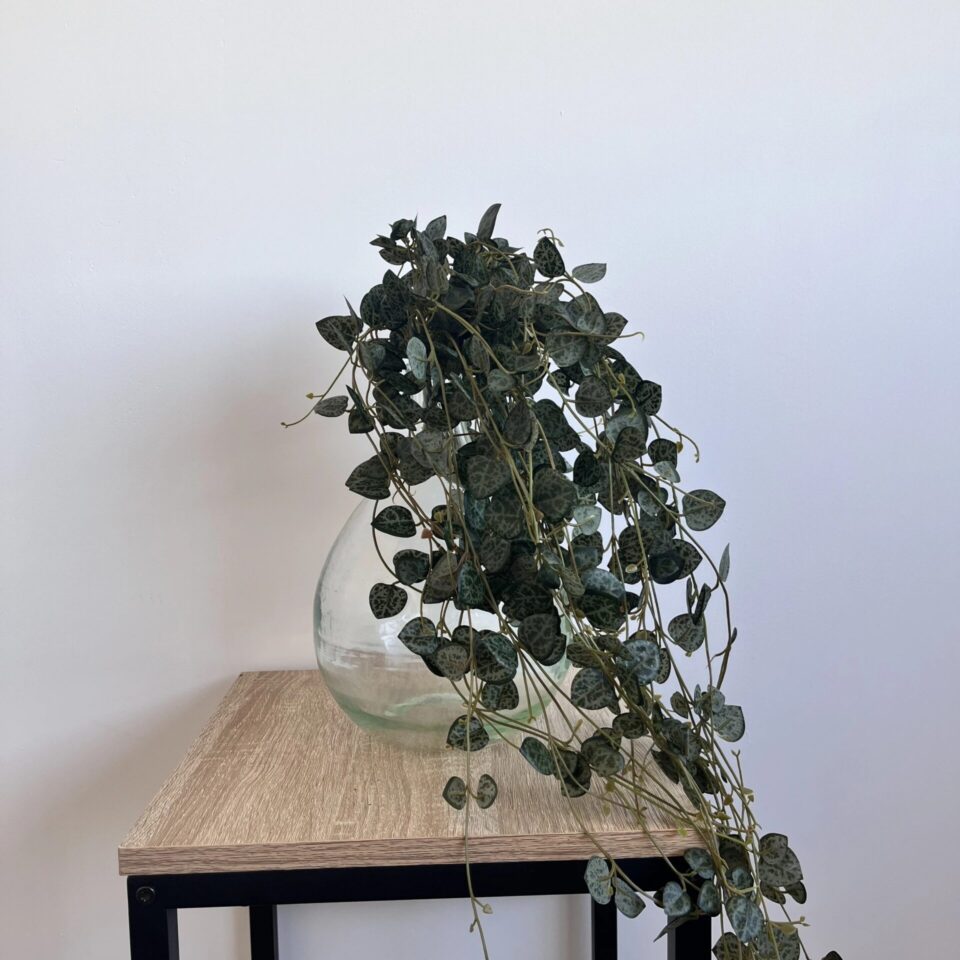 Ceropegia artificiel chaine des coeurs