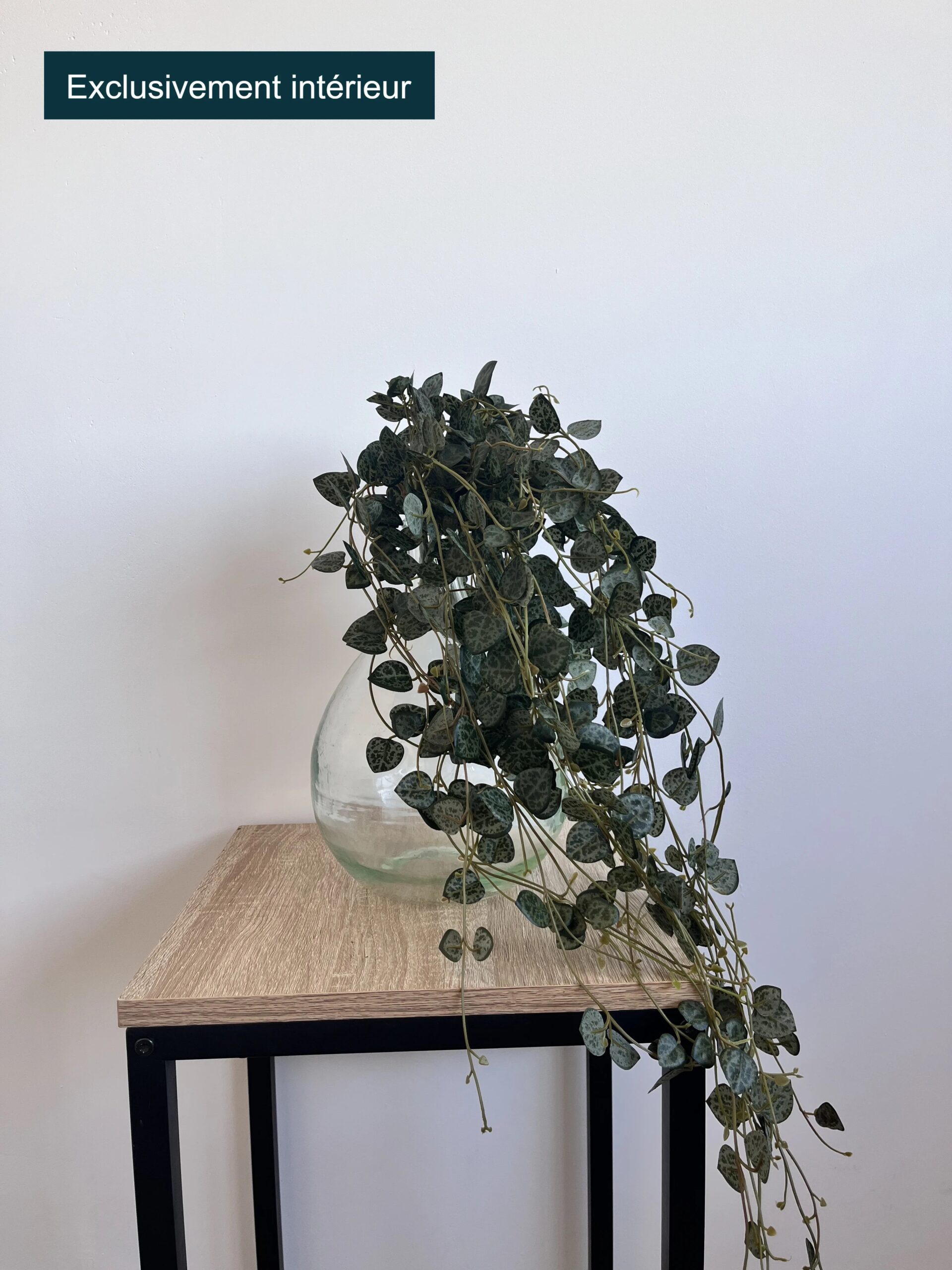 Ceropegia