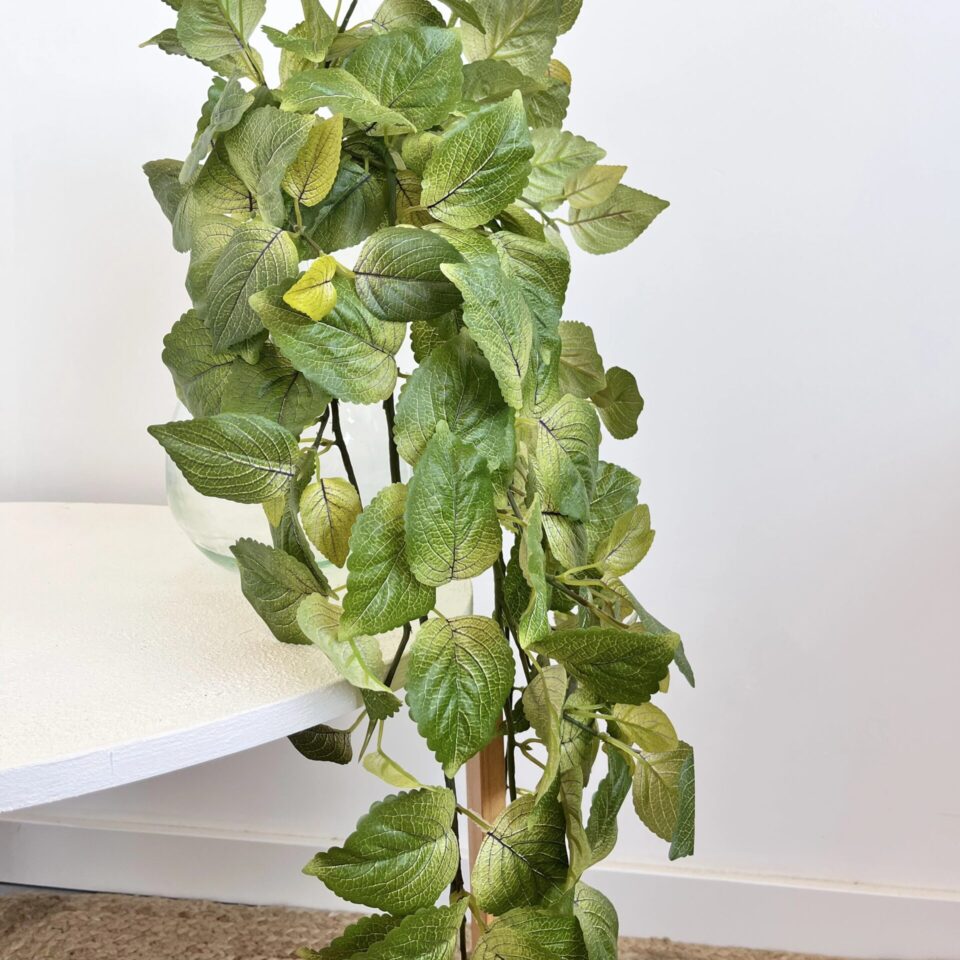 Coleus chute artificiel