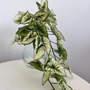 Syngonium