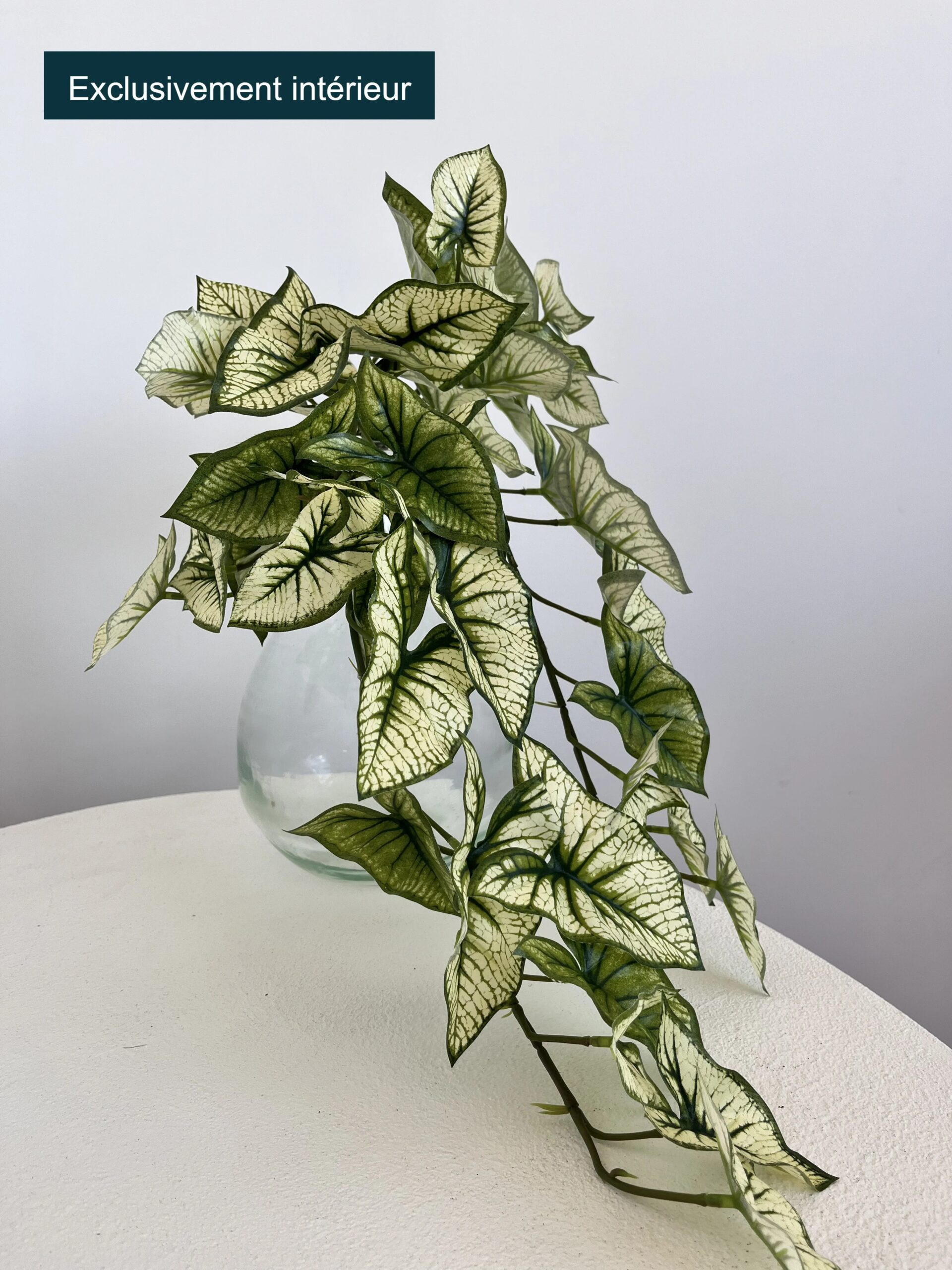 Syngonium
