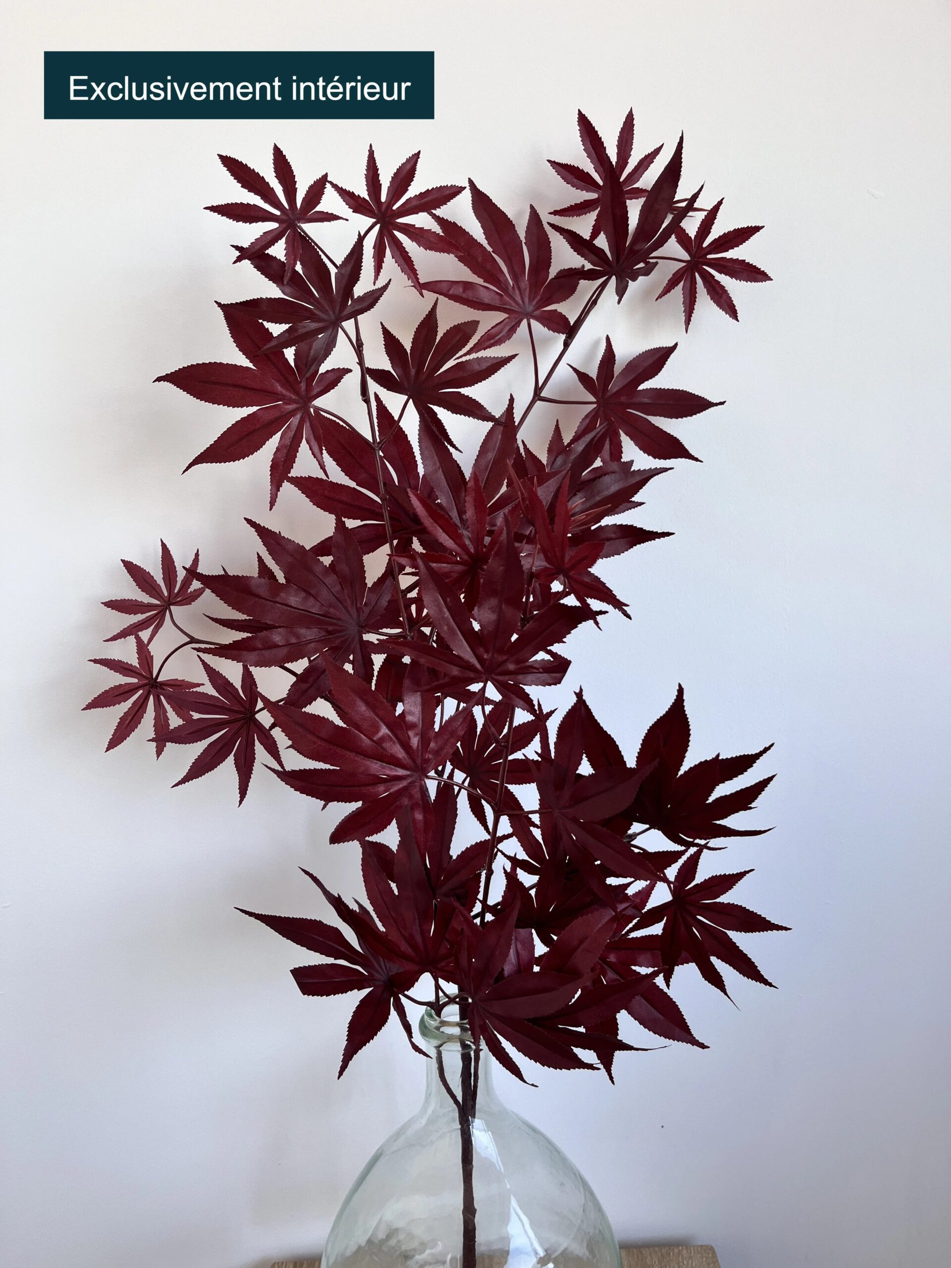 Aralia