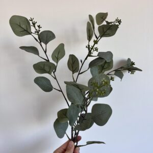Eucalyptus tige